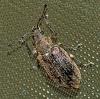 Phyllobius pyri